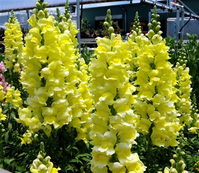 Antirrhinum Opus Yellow III