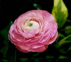 Ranunculus Friandine Dp Rose