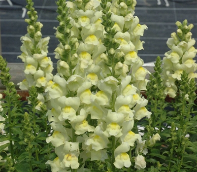 Antirrhinum Opus Lemon Lime III