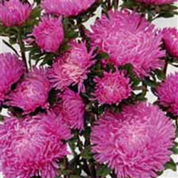 Aster Syringa Rose