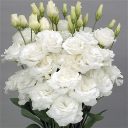 Lisianthus Allemande 2 White Pellets